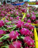 Fresh Dragon Fruit High Quality Best Price From Vietnam