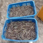 Premium Frozen Vannamei Shrimp
