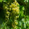Fresh Brazilian grapes include varieties such as Thompson Seedless, Autumn Crisp, Sugar Crisp, Sweet Jubilee, Vittoria,