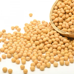 Soybean Seeds, Soya Bean Seeds Available