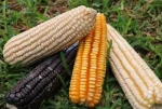 White, Yellow, Red Maize