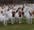 Import boer goat from South Africa