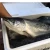 Import King Salmon Fish from Germany