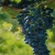 Import Fresh Brazilian grapes include varieties such as Thompson Seedless, Autumn Crisp, Sugar Crisp, Sweet Jubilee, Vittoria, from Brazil