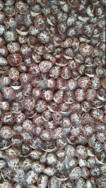Betel Nut