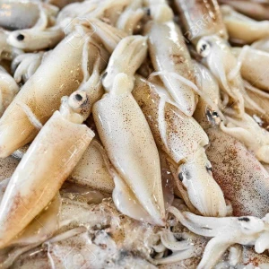 SANFENG SEAFOODFrozen Whole Round Illex Squid calamari squid For Sale
