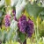 Import Fresh Brazilian grapes include varieties such as Thompson Seedless, Autumn Crisp, Sugar Crisp, Sweet Jubilee, Vittoria, from Brazil