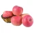 Import 2020 new crop fresh apple varieties from China
