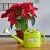 Import 2.5L household product plastic watering can,plastic garden product water can,watering pot from China