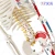 Import 85cm Flexible Hanging Human Skeleton Model with Spine Nerves and Half Muscle Painting Numbers for Medical Science Teaching from China