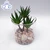 Air Plant Terrarium Clear Glass Planter Tabletop Display Vase Pot Indoor Decor for Succulent, Cactus