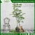 Import ALL SEASON GREEN ARTIFICIAL BANYAN TREE BONSAI from China