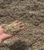 Best Animal Feed Barley in Wholesale