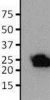 Anti-GFP Mouse Monoclonal Antibody  F56-6A1.2.3