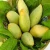 Import Australian Fresh Mango R2E2 for sale from Philippines