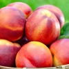 Australian Fresh Stone Fruit - Nectarines/Peaches/Apricots