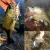 Import Bassdash SwimPanfish Multi Jointed Panfish Bluegill Swim baits Topwater Hard Bass Fishing Crank Lure from China