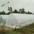 Import Best selling 100% new PE material agriculture greenhouse film,UV treated plastic greenhouse film for growing vegetables from China