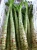 Import Big Size Asparagus Lettuce And Leaf Lettuce from China