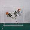 biology plants specimen teaching resources plant acrylic embedded specimen