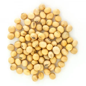 Bulk Dried Yellow Soybeans for Sale