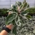 Import Calathea real beautiful ornamental live bonsai plant from China