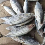 Canned Factory China seafood Superior Frozen skipjack tuna on sale