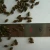 Import cassia seed/Semen Cassiae/Cassia tora Cassia obtusifolia/Traditional Chinese Medicine herb seed juemingzi from China