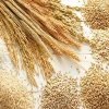 Cheap Price Animal Feed Barley