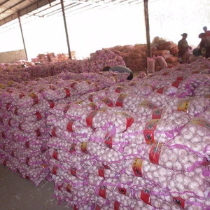Chinese factory Wholesale Fresh Garlic price