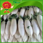 Chinese white carrots best quality New Harvested Fresh radish