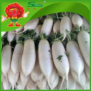 Chinese white carrots best quality New Harvested Fresh radish