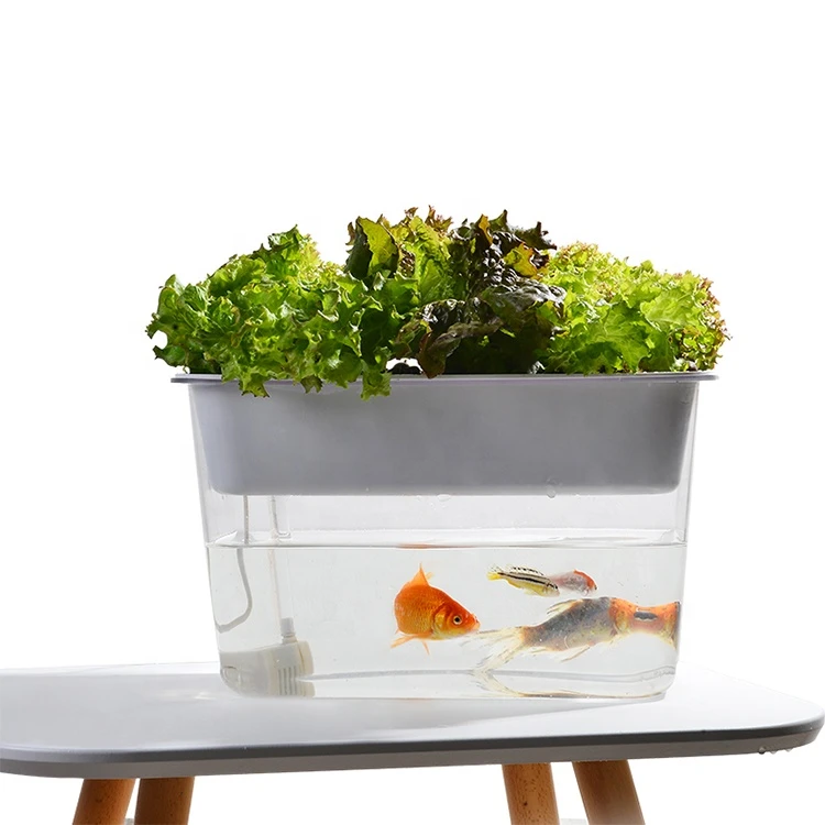clear decorative fish bowl small transparent plastic gold fish tank  fish bowl with pump