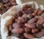 Import Dried Raw Cocoa Beans from South Africa