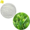 EGCG camellia sinensis O.Ktze extract GMP Manufacture Halal Approved GreenTea Extract