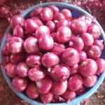 Exporter of onion from USA