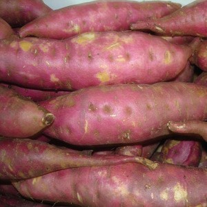 Exporting Sweet potato with best price, high quality