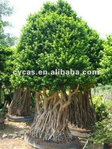 Ficus Trees,Ficus Bonsai