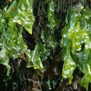 Food Grade Ulva Lactuca/aonori seaweed
