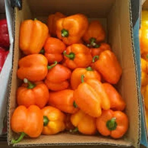 Fresh color capsicum for exporting