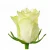 Import Fresh cut flowers suppliers white rose flowers From Kenya from Kenya