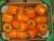 Import Fresh egyptian Capsicum high quality class 1 from Egypt