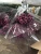 Import fresh flower Gerbera from China
