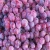 Import Fresh Fruit Grapes For Sale from Germany