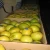 Import fresh lemon from Egypt