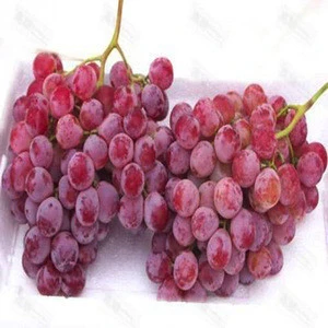 Fresh Organic Grapes Fresh Grape