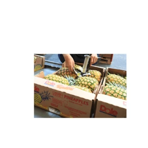 fresh pineapple,whole pineapple new crop with good quality for sale.