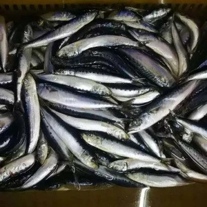 Fresh Raw Materials New Season Canned Fish