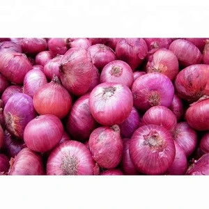 Fresh Red Onion Yellow Onions for Export