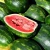 Import Fresh Fresh Water Melons for sale from USA